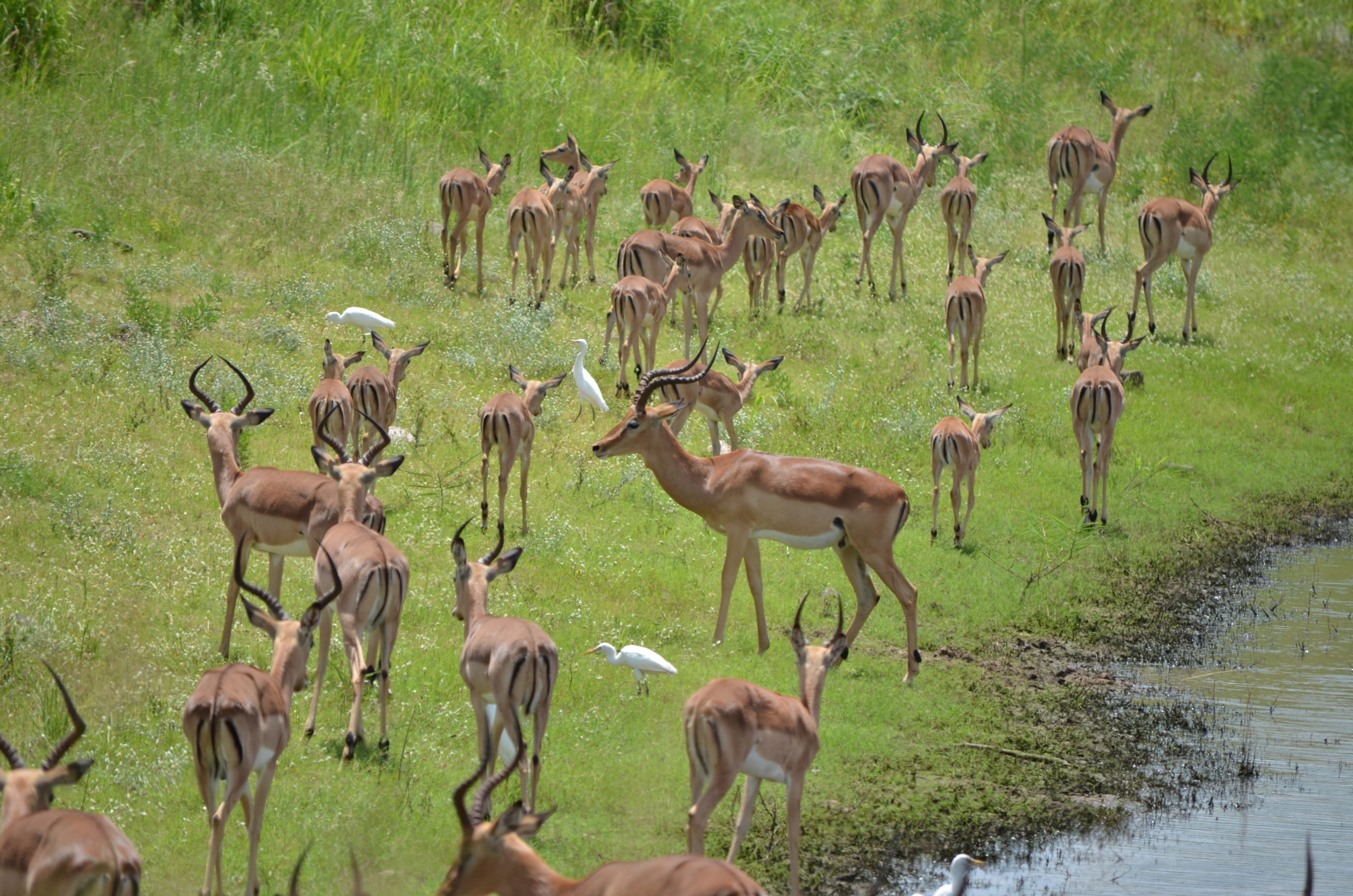 PARC KRUGER les animaux