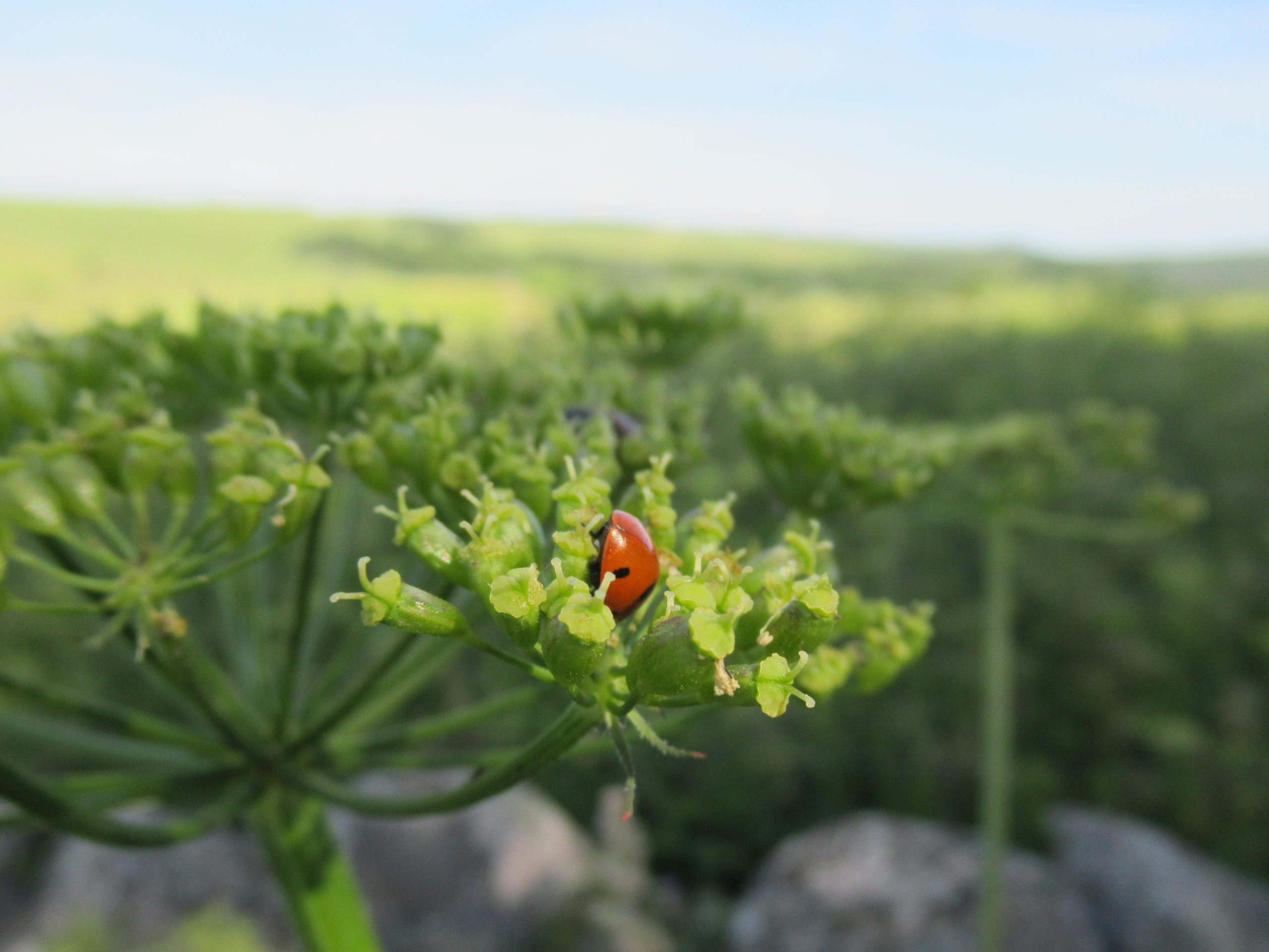 Insectes sur Berse en AUBRAC